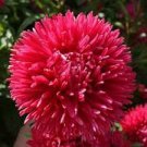50 flowers Seeds Aster Callistephus Tall Double Gremlin  Red  #ABG11