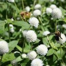 50 flowers Seeds Gomphrena Globosa  White #ABG11