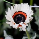 100 Seeds Venidium  Monarch of the Veldt White easy to grow  #ABG11