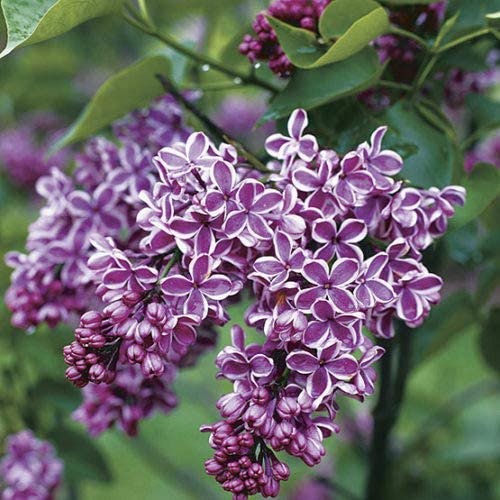 20  flower  Seeds Lilac  Common easy to grow   #ABG11