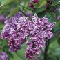 20  flower  Seeds Lilac  Common easy to grow   #ABG11