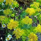 50 flowers Seeds Hare's Ear Bupleurum Rotundifolium Griffithlii #ABG11
