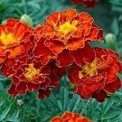 50 Seeds Marigold  Tagetes Patula Nana Double Brocade Red easy to grow #ABG11