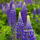 100 flowers seeds  Lupine  Perennis  easy to grow   #ABG11