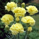 50 flowers seeds Carnation Dianthus Caryophyllus Grenadin  Yellow, easy to grow   #ABG11