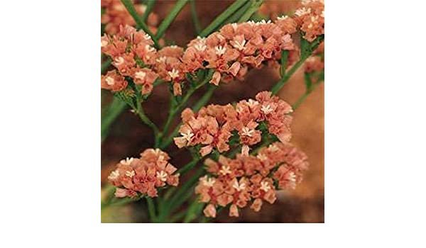 50 flowers Seeds Statice  Limonium Sinuatum Apricot easy to grow #ABG11