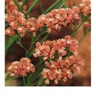 50 flowers Seeds Statice  Limonium Sinuatum Apricot easy to grow #ABG11