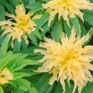flower seeds Amaranthus  Yellow , 100 Seeds #ABG11