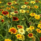 100 Seeds  Zinnia  haageana Persian Carpet Mexican Mix  easy to grow #ABG11