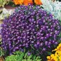 flower seeds Lobelia Erinus   Mrs Clibran,100 seeds #ABG11