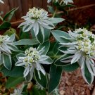 25 flowers seed Snow on the Mountain-Euphorbia Marginata   #ABG11
