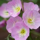 500 Seeds  Evening Primrose showy pink  Oenothera Speciosa easy to grow  #ABG11
