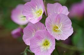 500 Seeds  Evening Primrose showy pink  Oenothera Speciosa easy to grow  #ABG11