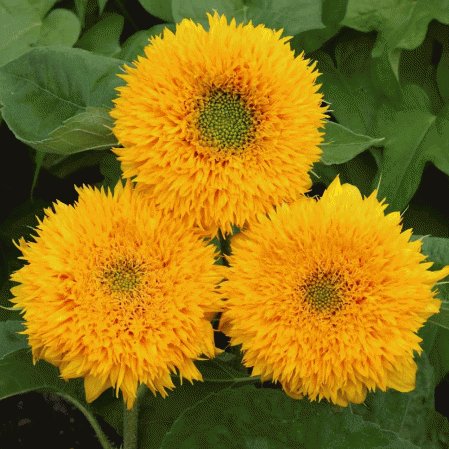 fresh flower seeds Sunflower Teddy Bear  Dwarf Sungold, 100 Seeds #ABG11