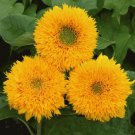 fresh flower seeds Sunflower Teddy Bear  Dwarf Sungold, 100 Seeds #ABG11