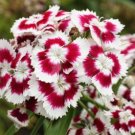 200 flowers seeds Dianthus  Barbatus Holborn,ready for your garden #ABG11