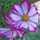 100 flowers Seeds Cosmos Bipinnatus Sensation Candy Striped,easy to grow  #ABG11