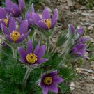 flowers seeds Anemone Pulsatilla Vulgaris Pasque Flower Violet ,25 Seeds #ABG11