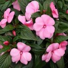 50 flowers Seeds Impatiens Walleriana Baby Pink easy to grow #ABG11