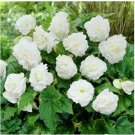 25 flowers Seeds Begonia Tuberosa Double  White easy to grow  #ABG11