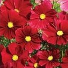 100 Seeds Cosmos  Bipinnatus Sensation  Dazzler #ABG11