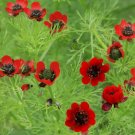 flowers seeds Adonis Aestivali Pheasant's Eyes 25 Seeds #ABG11