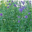 500 flowers Seeds Alfalfa Vernal Medicago sativa easy to grow   #ABG11