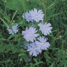 flowers seeds Chicory Cichorium Intybus 400 Seeds  #ABG11