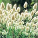 25 flowers Seeds Bunny Tails Lagurus Ovatus  #ABG11