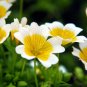 50 flower Seeds Poached Egg Plant Meadowfoam Limnanthes Douglasii    #ABG11