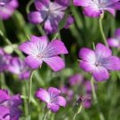 50 Seeds Agrostemma Githago Purple Queen easy to grow    #ABG11