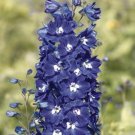 flowers seeds Delphinium  Cultorum King Arthur ,50 seeds #ABG11