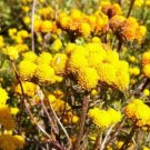 200 flowers Seeds Ageratum  Lonas Inodora  Yellow easy to grow #ABG11