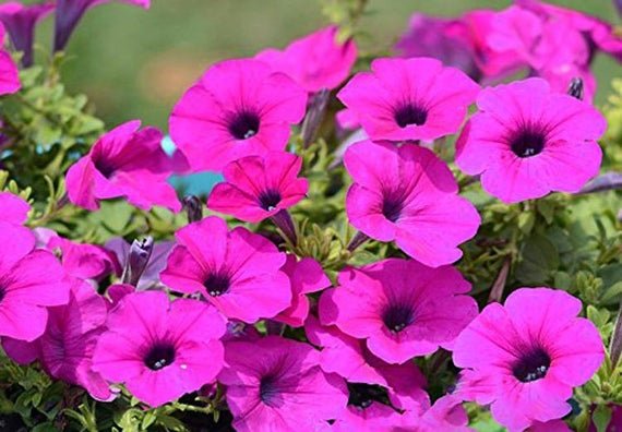 100 fresh flower Seeds  Petunia Wild Violacea  #ABG11