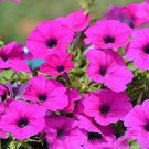 100 fresh flower Seeds  Petunia Wild Violacea  #ABG11
