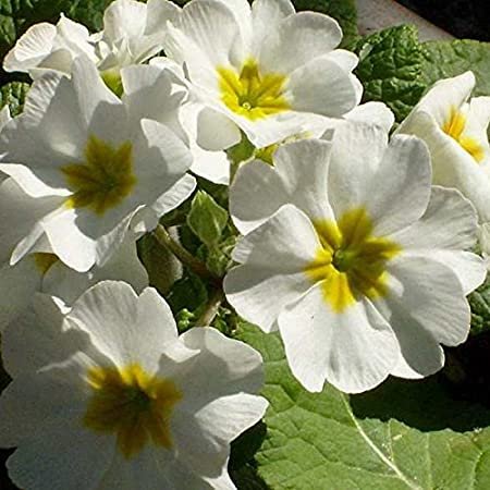 50 seeds Primrose  Fairy  Primula Malacoides  White color  #ABG11