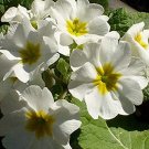 50 seeds Primrose  Fairy  Primula Malacoides  White color  #ABG11