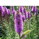 100 flowers Seeds  Blazing Star  Gayfeather easy to grow #ABG11