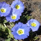 50 flower Seeds  Nolana Chilean Bellflower Blue easy to grow  #ABG11