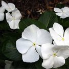 50 Seeds  Impatiens Walleriana Baby White easy to grow #ABG11
