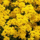 100 seeds Alyssum  Basket of Gold easy to grow #ABG11