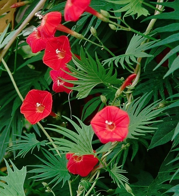 25 seeds Cardinal Climber  Ipomoea Quamoclit Cardinalis #ABG11