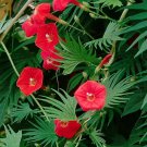 25 seeds Cardinal Climber  Ipomoea Quamoclit Cardinalis #ABG11
