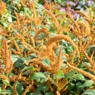 50 Seeds Amaranthus Cruentus Hot Biscuits   #ABG11