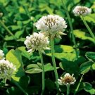500 flowers Seeds Clover White Dutch Trifolium Repens #ABG11