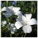 50 flower Seeds Agrostemma Githago Bianca White, great flower for your garden  #ABG11