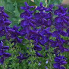 100 flower Seeds Salvia  Blue Monday easy to grow  #ABG11