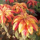 100 Seeds Amaranthus  llumination   easy to grow  #ABG11