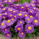 50 Seeds Aste  Alpinus   Blue easy to grow #ABG11