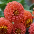 flower seeds Zinnia Elegans  Salmon 100 Seeds easy to grow #ABG11